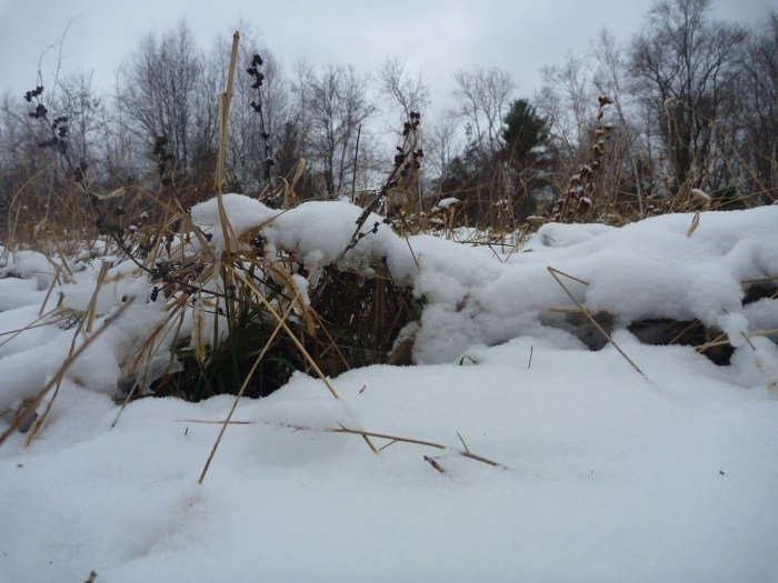 hiding places for birds