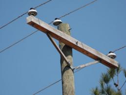 utility-poles