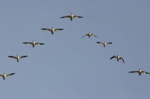 geese-flying-300x199