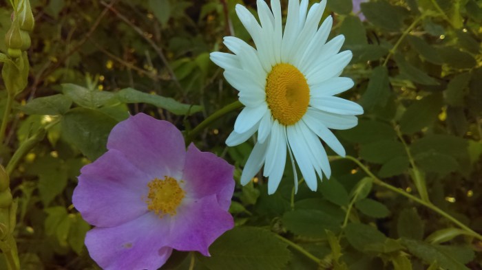 wild rose n daisy