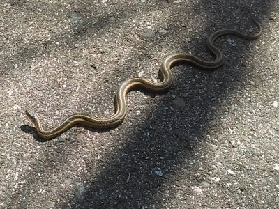 gartersnake