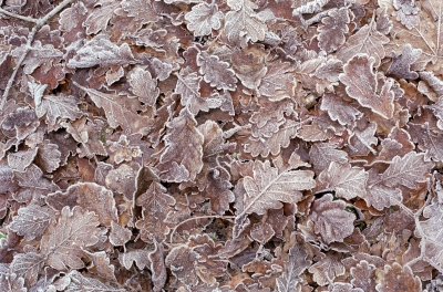 brown_leaves