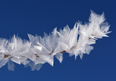 HoarFrost-firestone-feb18-2016c-S