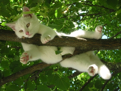 rest-relaxation-cat-relax-nature-wallpaper