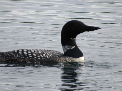 final loon