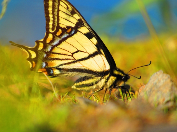 finalbutterfly