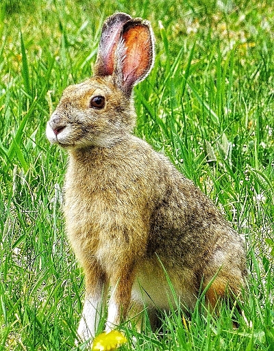 finbun