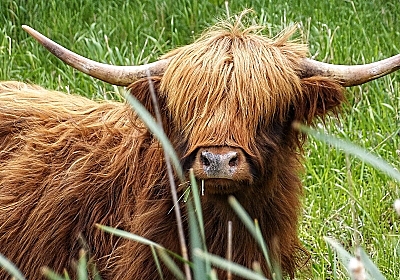 fincow
