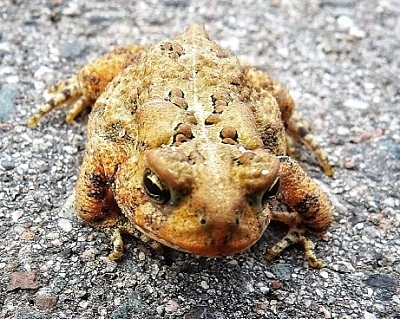 fintoad