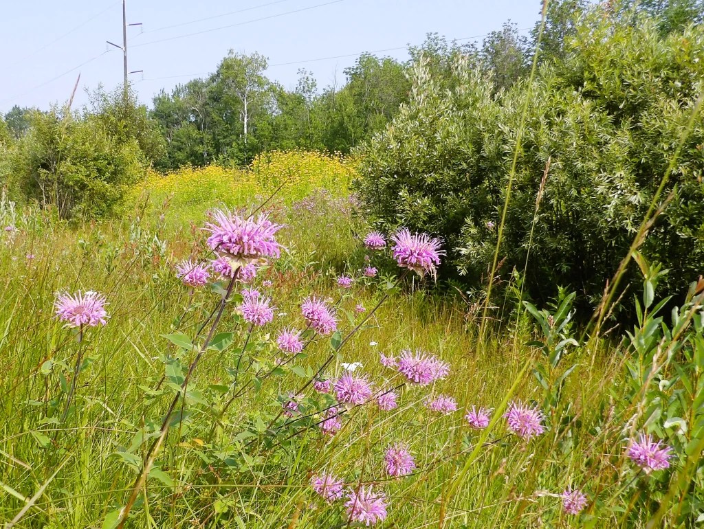 Shadorma Examples roadside flowers (shadorma) – michaeljordahl