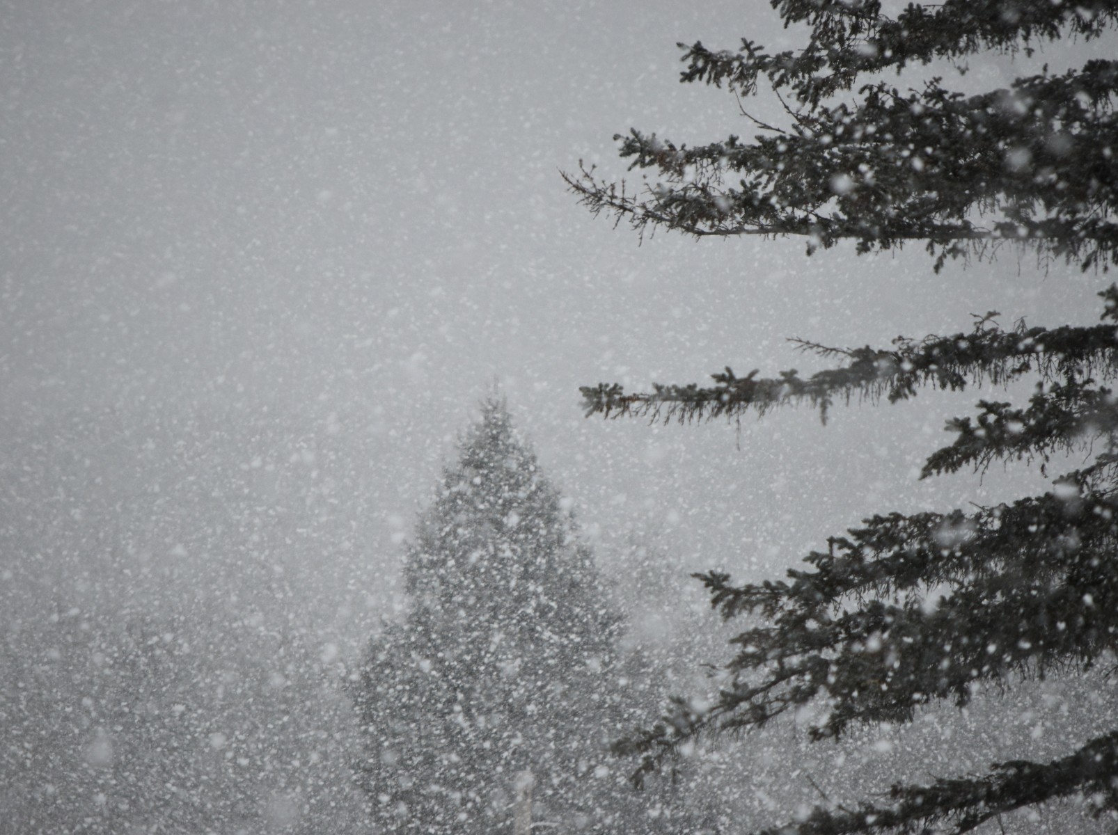 Shadorma Examples winter woodland walk (shadorma) – michaeljordahl